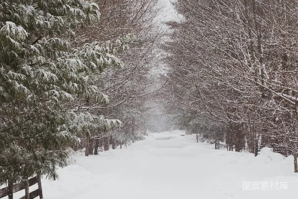 高清摄影 雪中的森林小径