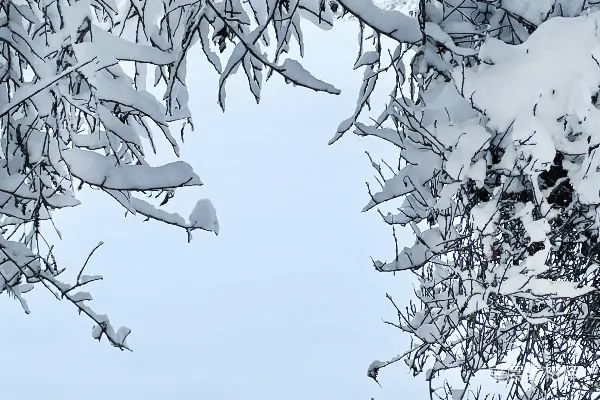 高清摄影 冬日雪景中的树梢