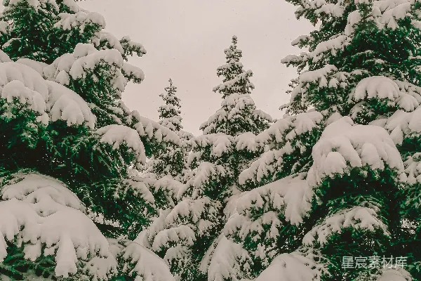 高清摄影 雪后的松树林
