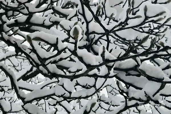 高清摄影 雪覆枝头的玉兰花蕾