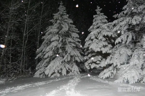 高清摄影 雪夜松树