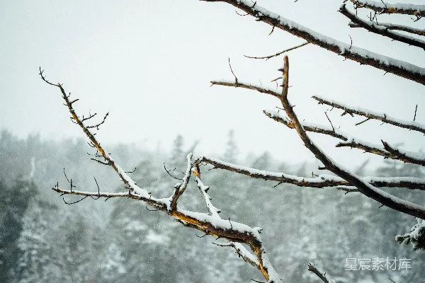 高清摄影 雪中的枯枝