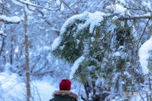 高清摄影 冬日雪景中的松枝与红帽