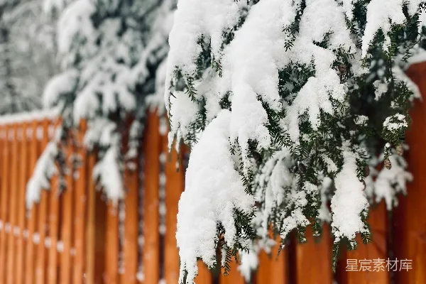 高清摄影 冬日松枝上的雪