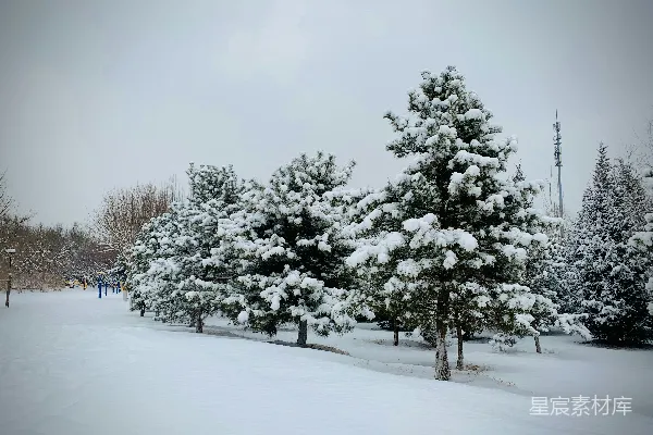 高清摄影 冬日雪景中的松树