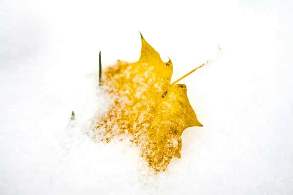 高清摄影 雪地上的枯叶