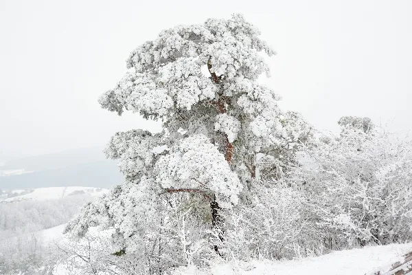 高清摄影 冬日雪景中的松树