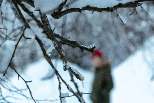 高清摄影 雪中的树枝与模糊身影