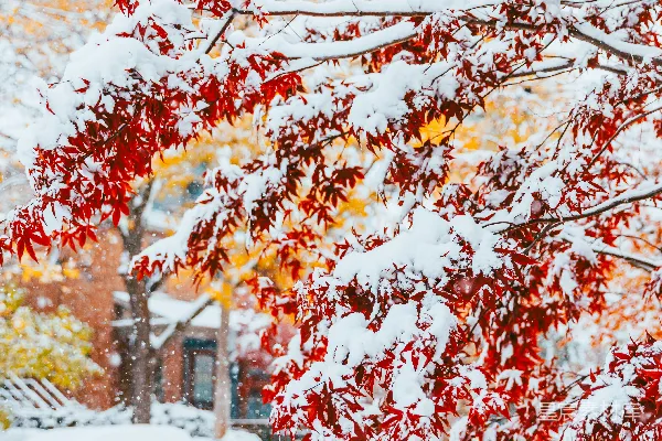 高清摄影 冬日红叶雪景