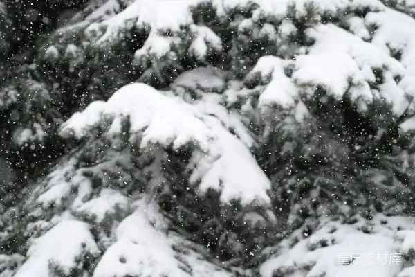 高清摄影 雪落松枝