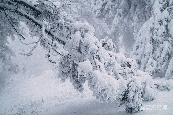 高清摄影 冬日雪林静谧之美