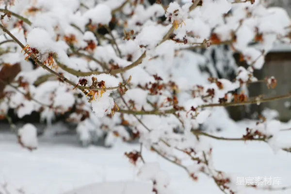 高清摄影 雪中绽放的花朵