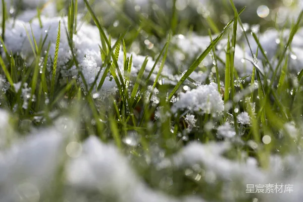 高清摄影 冬日绿草与雪的静谧之美