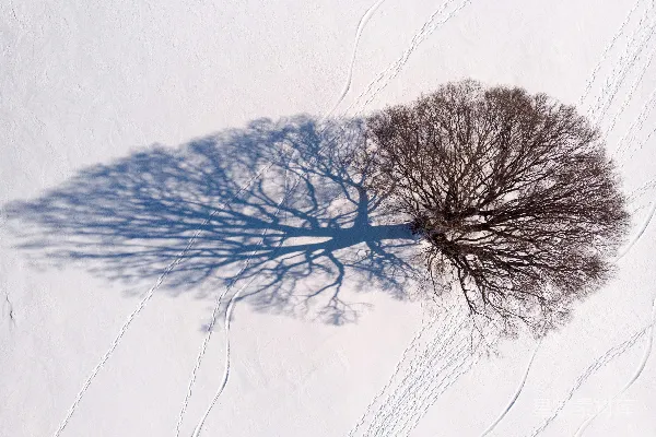 高清摄影 雪地中的孤树