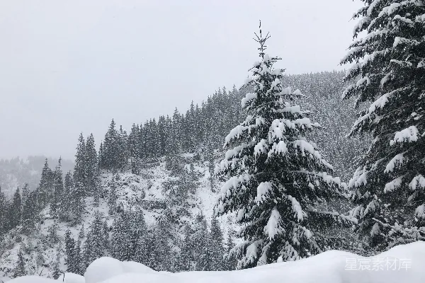 高清摄影 冬日雪景中的松树林
