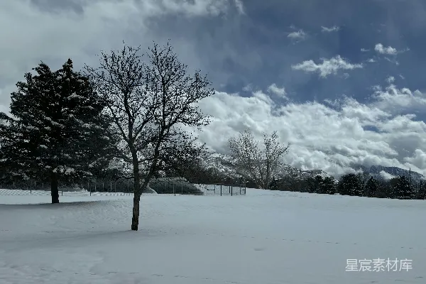 高清摄影 冬日雪景下的孤树