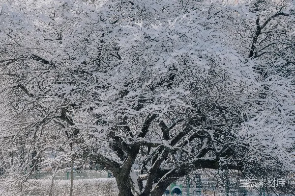 高清摄影 雪中的老树
