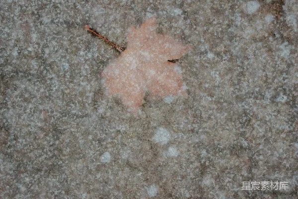 高清摄影 被雪覆盖的红叶