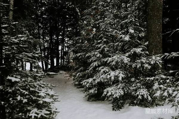 高清摄影 冬日雪景中的松树林