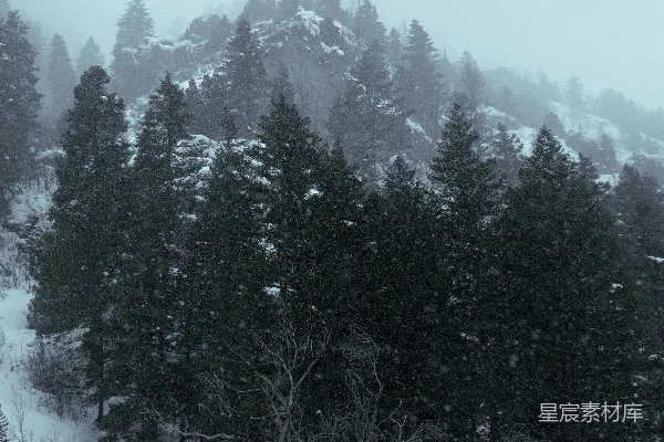 高清摄影 冬日雪林