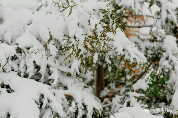 高清摄影 冬日雪景中的松树枝