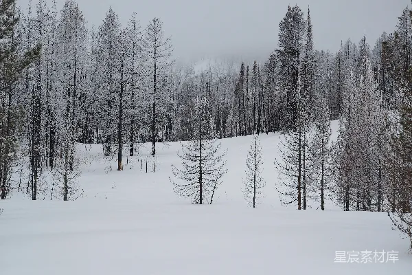 高清摄影 冬日雪景：静谧的林间小径