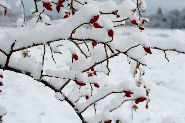 高清摄影 冬日雪景中的红色果实