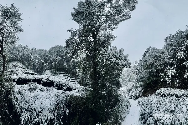 高清摄影 雪后的茶园