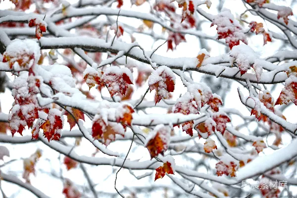 高清摄影 冬日初雪中的红叶