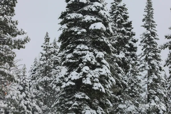高清摄影 冬日雪景中的松树