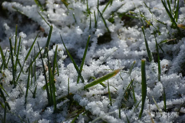 高清摄影 雪中的草地