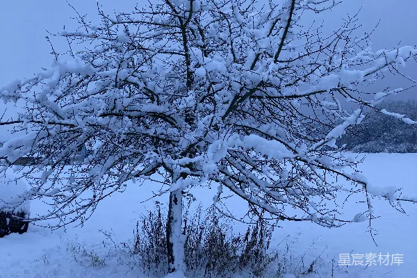高清摄影 冬日雪景中的孤树