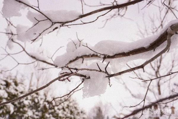 高清摄影 冬日雪景中的树枝