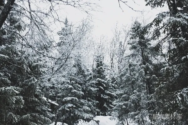 高清摄影 冬日雪林