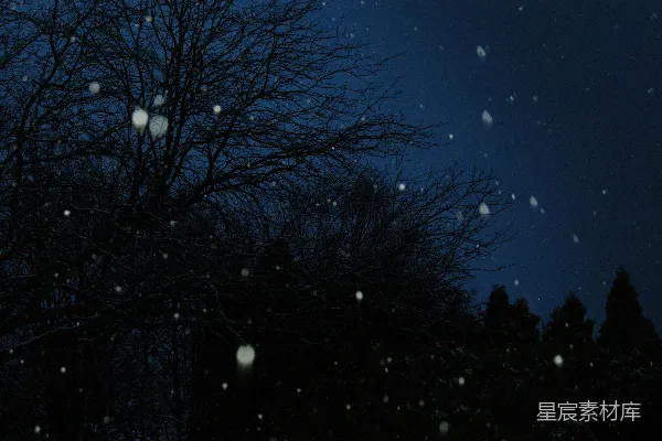 高清摄影 冬夜飘雪的树影