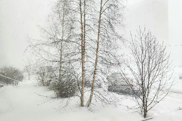 高清摄影 冬日雪景中的静谧时光