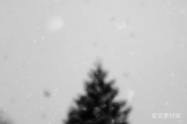 高清摄影 冬日松树雪景