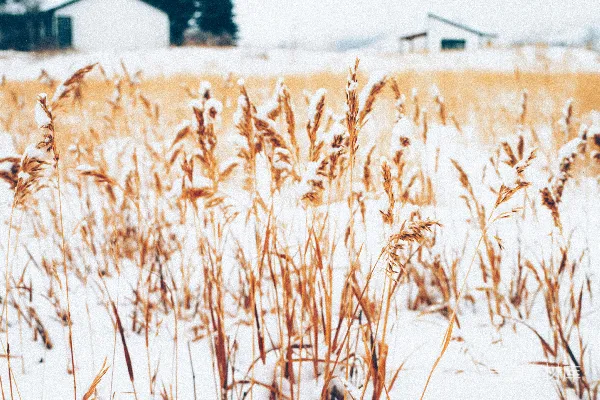 高清摄影 冬日雪中的麦田