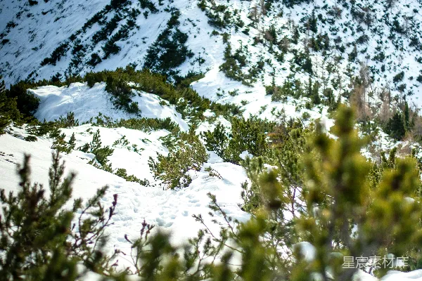 高清摄影 雪覆盖的山脉与松树林