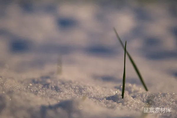 高清摄影 雪地中的绿色希望