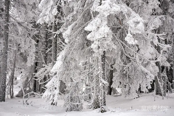 高清摄影 冬日雪林静谧之美