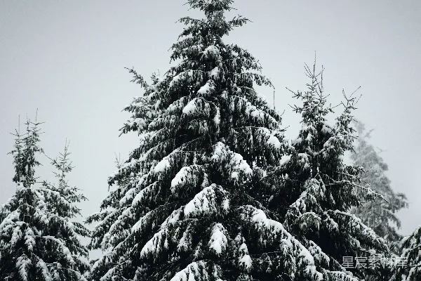 高清摄影 冬日雪景中的松树