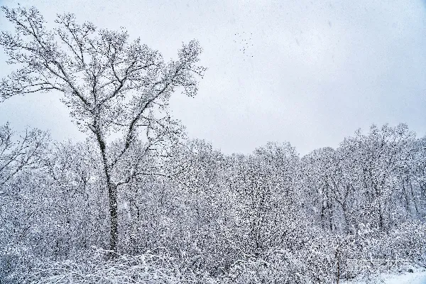 高清摄影 冬日雪景中的孤树