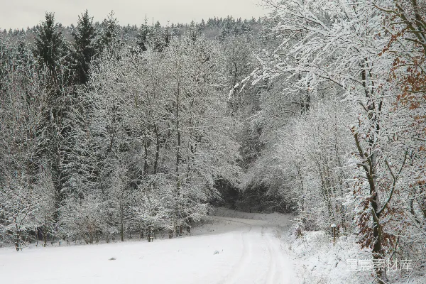 高清摄影 冬日雪景中的森林小路