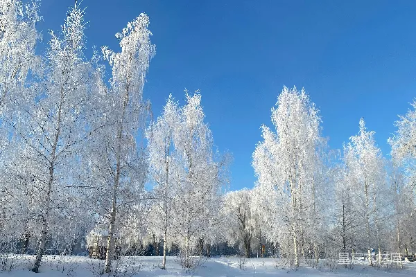 高清摄影 冬日雪景中的松柏