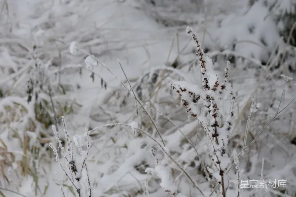 高清摄影 冬日雪景中的草丛