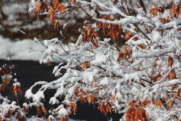 高清摄影 冬日雪景中的枯叶