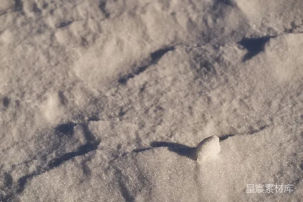 高清摄影 雪地中的小树枝