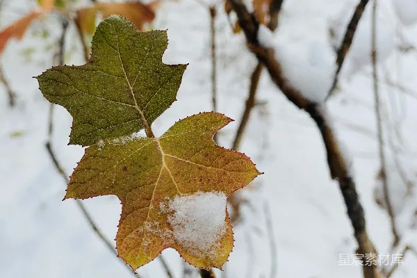 高清摄影 冬日初雪下的落叶