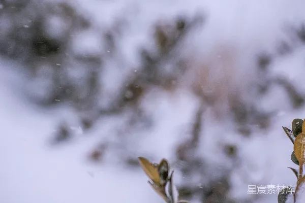 高清摄影 雪地中的绿色植物